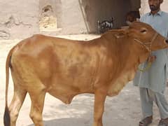 wahra for sale