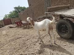 Qurbani Walay Bakery