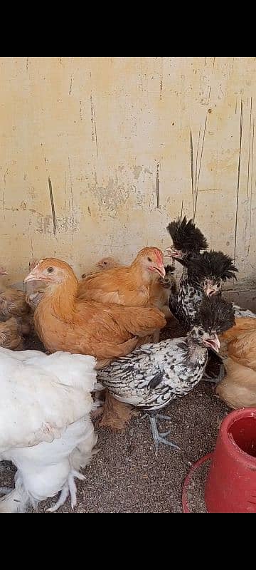 Golden Heavy, Black, silverlacr Polish, for sale 1