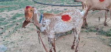 I m selling a goats and sheep
