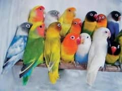CHEAP LOVEBIRDS FOR SALE|HOME DELIVERY| ALL COLORS AVAILABLE