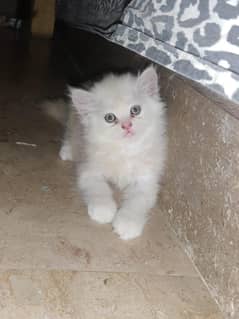 Persian kitten age 50 days