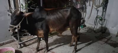 Ghar ka wera ma hissa available ha jis na dena ha rakta krn
