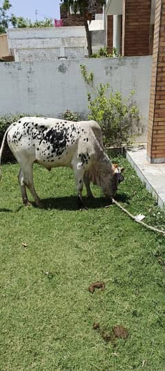 COW
