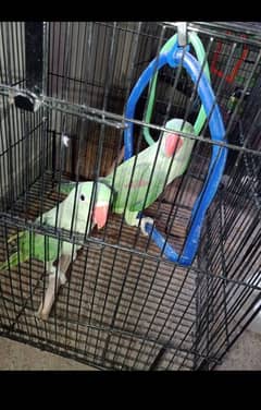parrot eno03025368418
