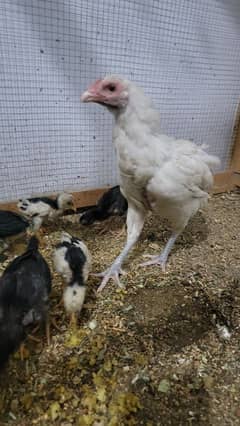 Pure Heera aseel  thai cross chicks available