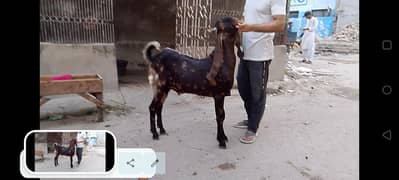pure kamori breeder for sale