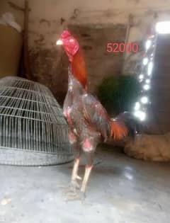 pure Thai/Shamo/aseel