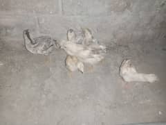Aseel chicks