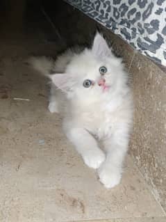 Persian Cats for sell