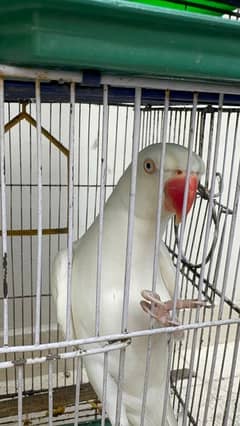 Ringneck