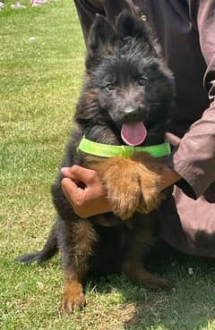 German Shepherd male puppy for sale