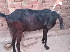 Name is sweety