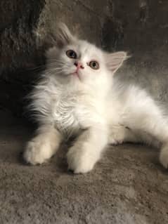 Persian