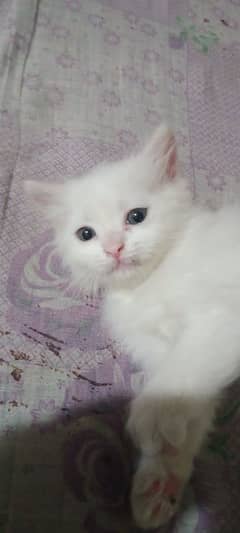 Persian cat