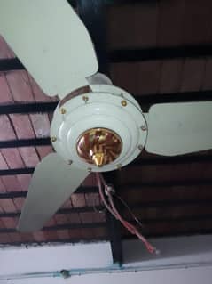 celling fan classic