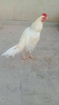 Aseel heera White male