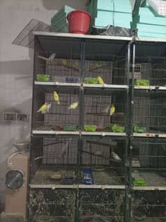 3 cages top quality