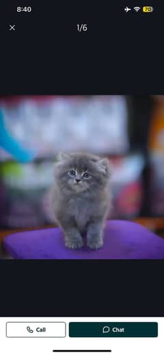 Persian cat kitten playing traind