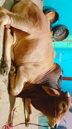 2 Dant Qurbani Bachra For sale