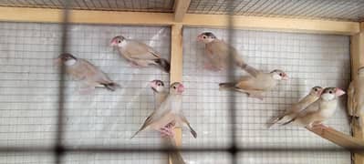 fown Java finch
