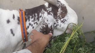 bakra and kajla for qurbani