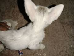 baby cat