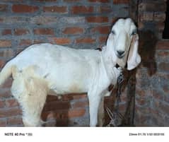 bakra
