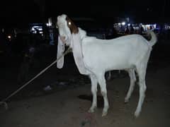 gulabi kamori