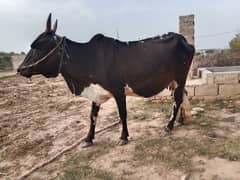 cow for sale