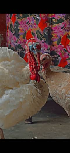 Ready to breed Turky home breed