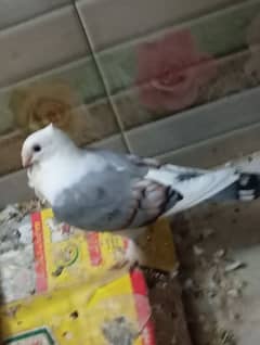 Santient pigeon
