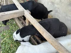 Goats and sheep’s