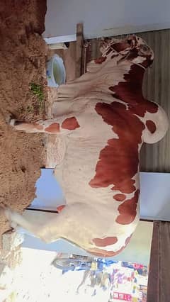 Qassai available on 123 Eid UL adha2025