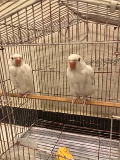 White ring neck parrot