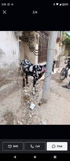 qurbani k bakry