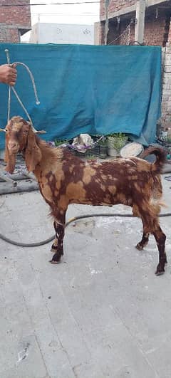 Goats