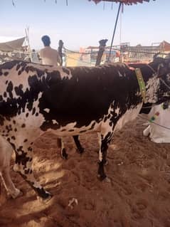 qurbani ki Gay for sell