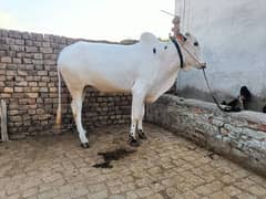 Bull for Qurbani