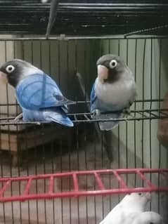 love bird pair