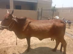 for sale