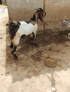 bakra for sale