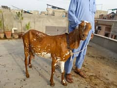 Makhi