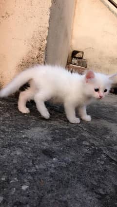 persion cat