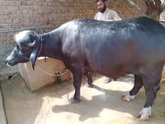 Qurbani k Janwar | Kata | Katta | Wacha | Bull | Sale | Qurbani |