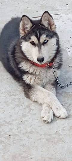Siberian Husky 6 months vaccinated