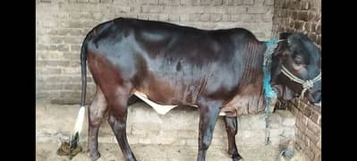 Qurbani Cow