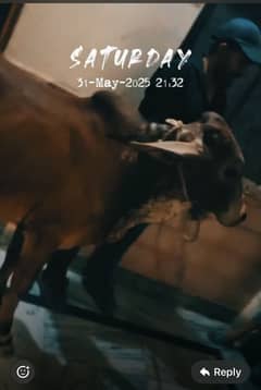 Qurbani