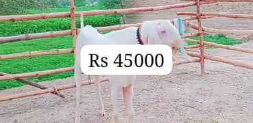 Desi bakra teen hai do dant Wale Hain Qurbani ke liye taiyar hai