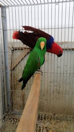 Eclectus breeder pair 